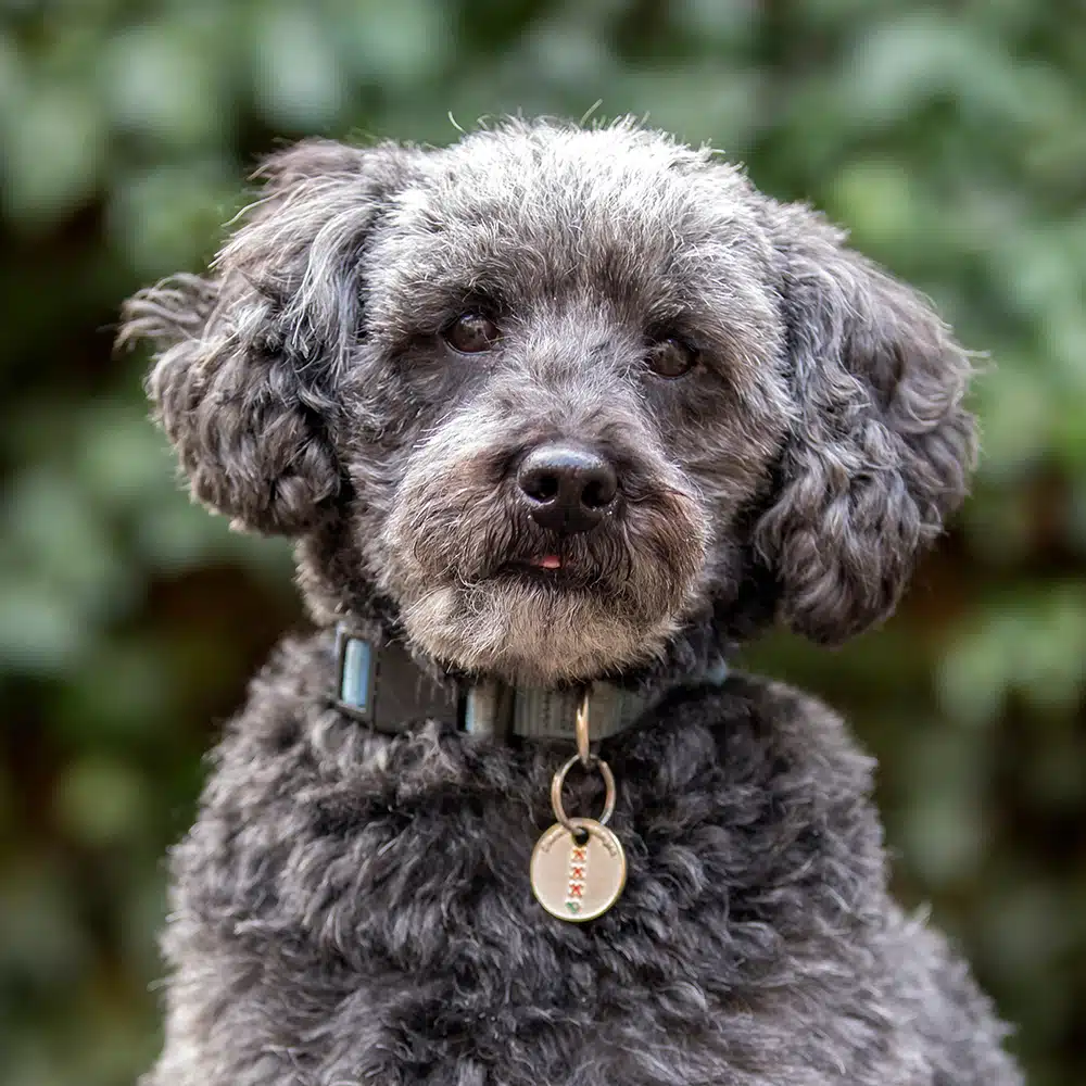 Schnoodle Feeding Guide