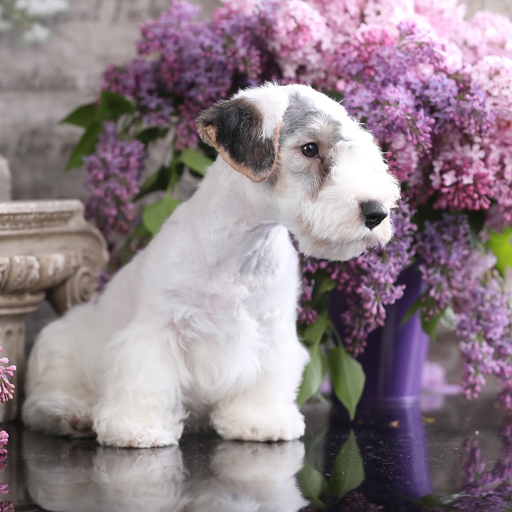 Sealyham Terrier Feeding Guide