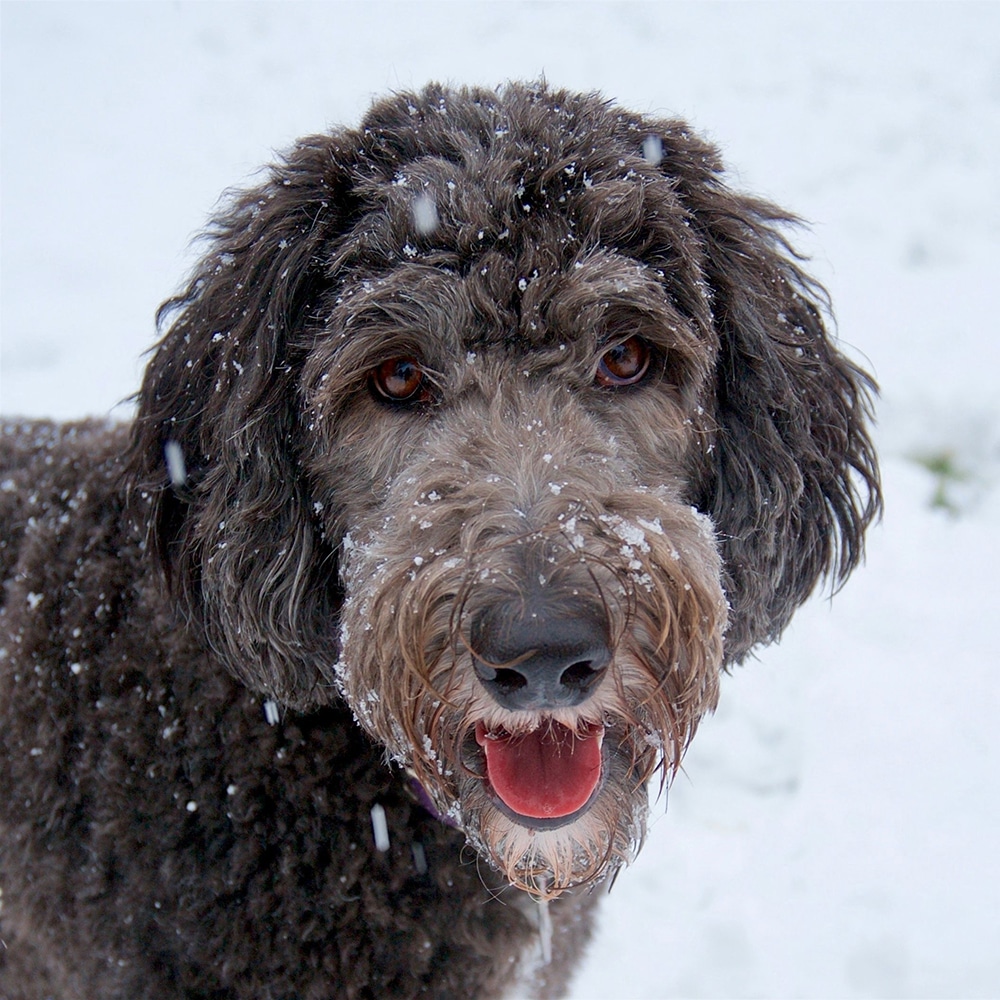 Sheepadoodle Feeding Guide