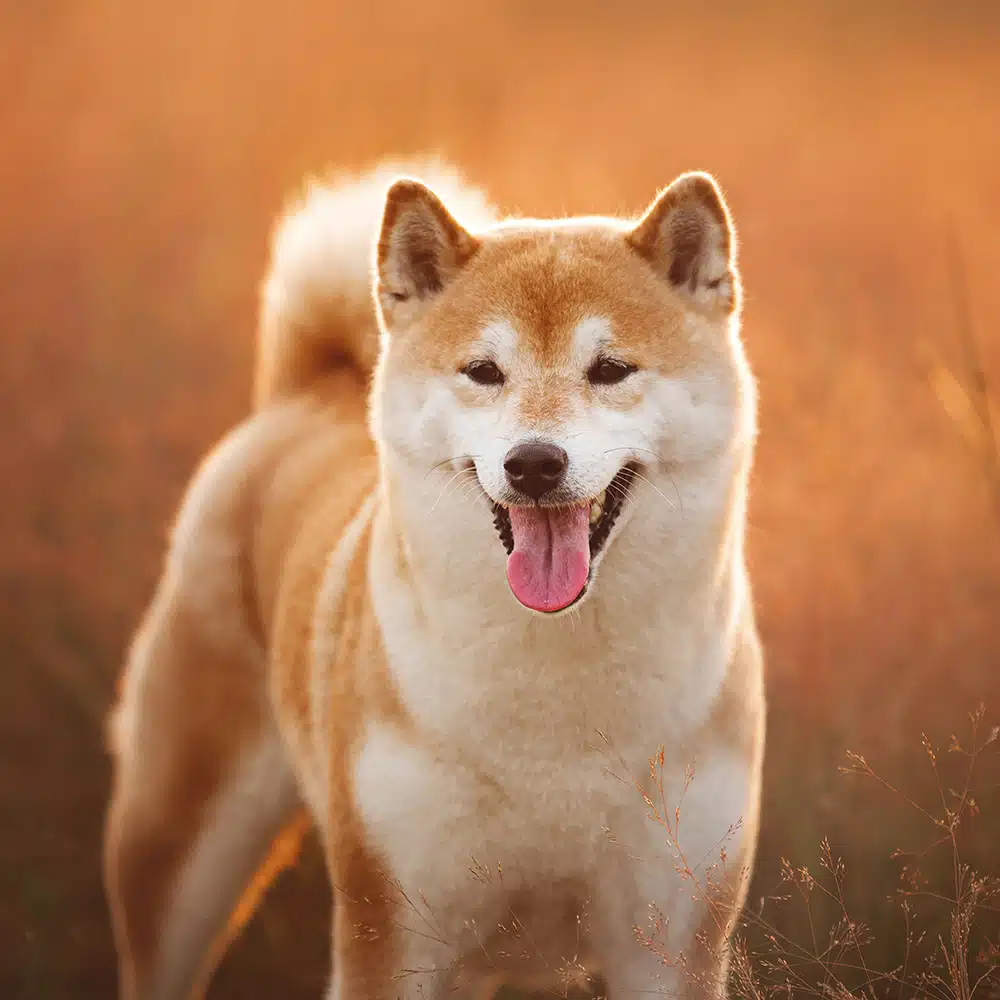 Shiba Inu Feeding Guide