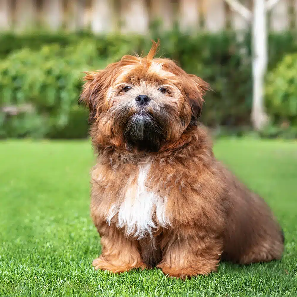 Shichon Feeding Guide