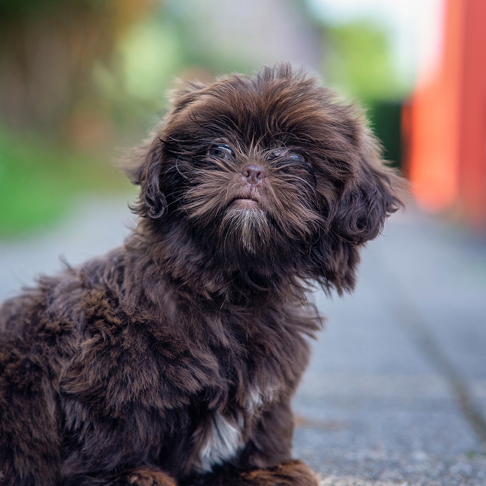 Shih-Poo Feeding Guide