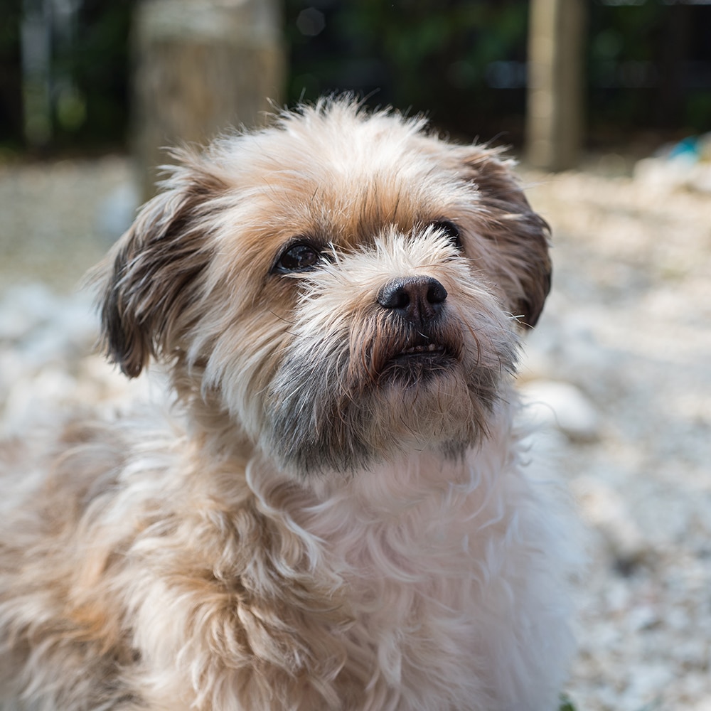 Shorkie Feeding Guide