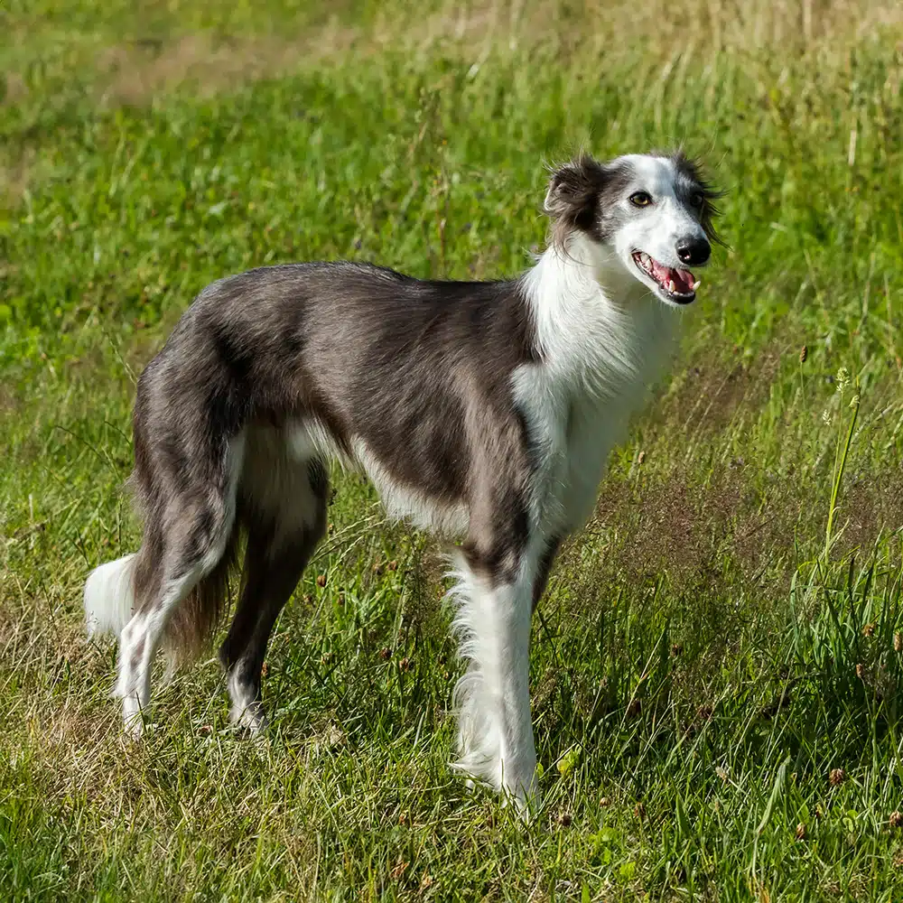 Silken Windhound Feeding Guide