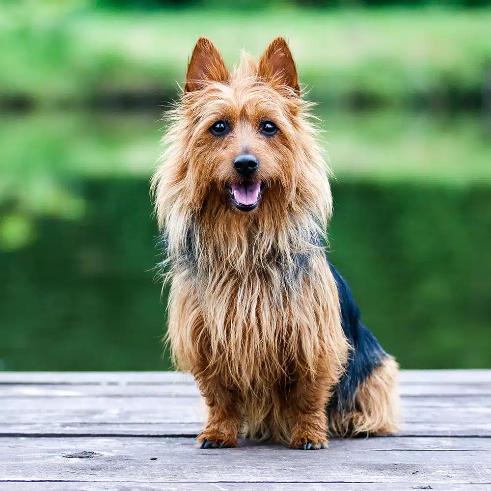 Silky Terrier Feeding Guide