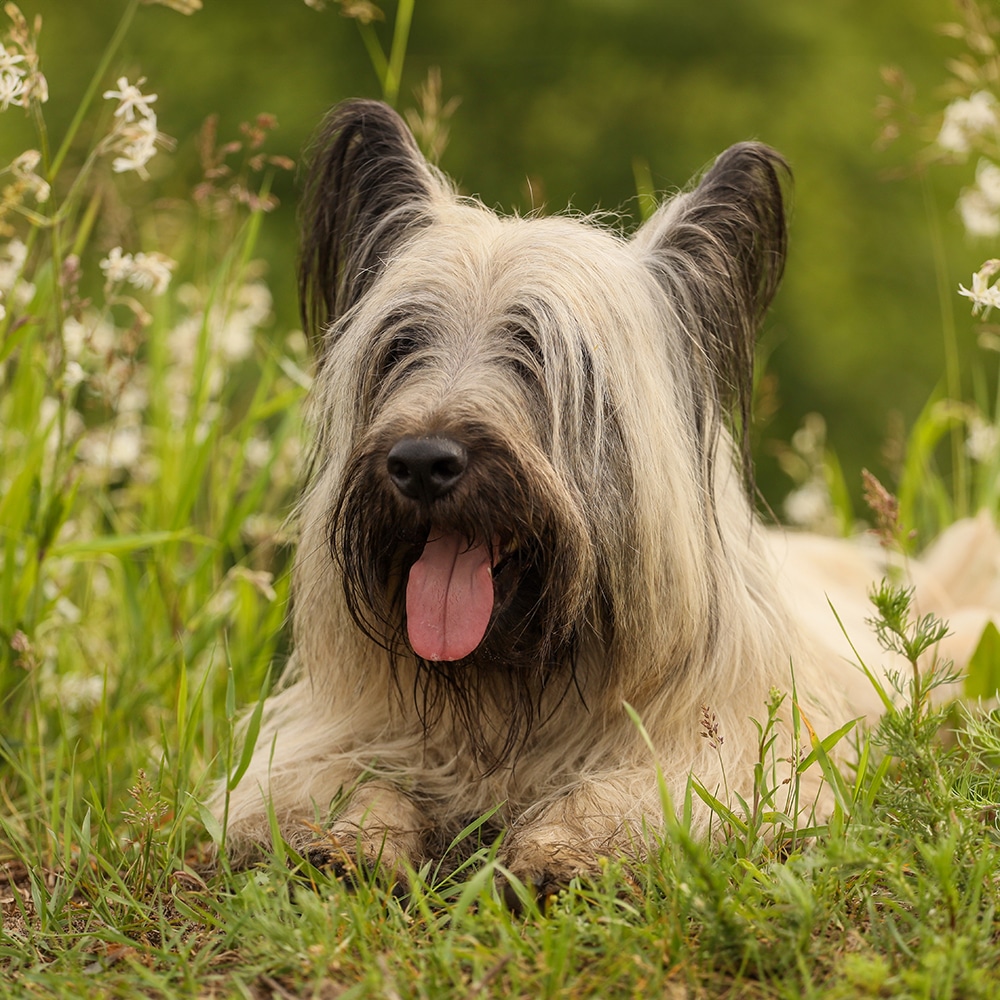 Skye Terrier Feeding Guide