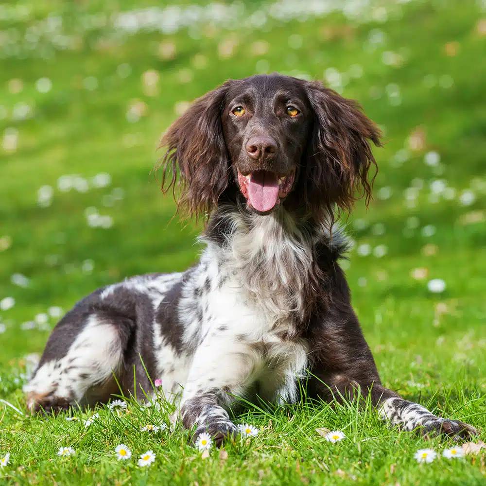 Small Munsterlander Pointer Feeding Guide
