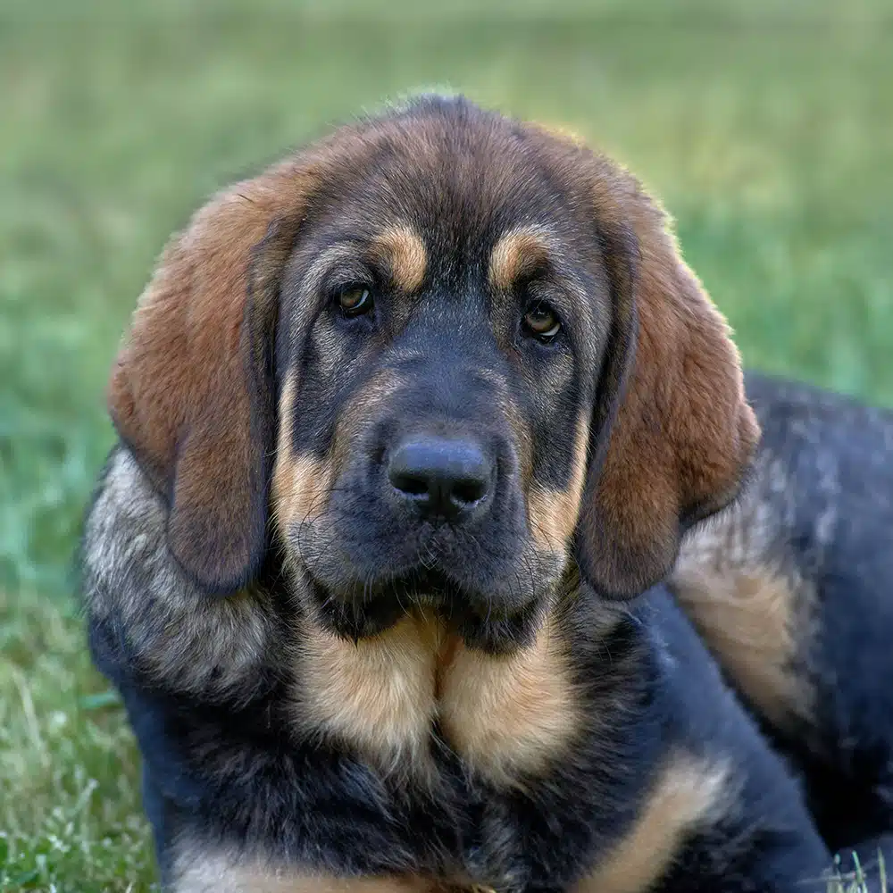Spanish Mastiff Feeding Guide