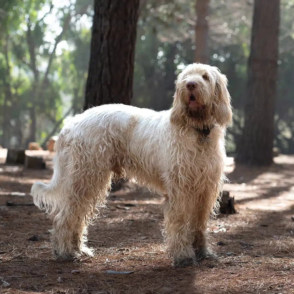 Spinone Italiano Feeding Guide