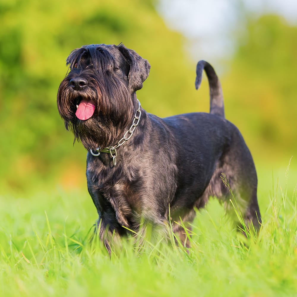 Standard Schnauzer Feeding Guide