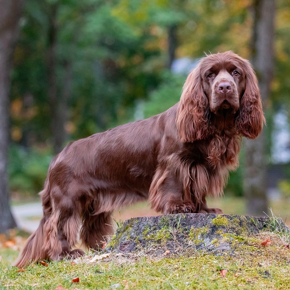 Sussex Spaniel Feeding Guide