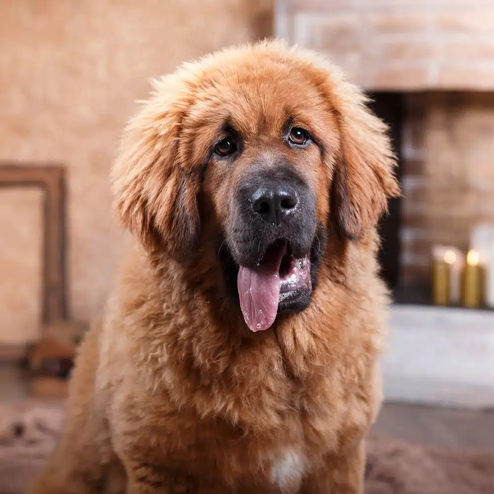 Tibetan Mastiff Feeding Guide