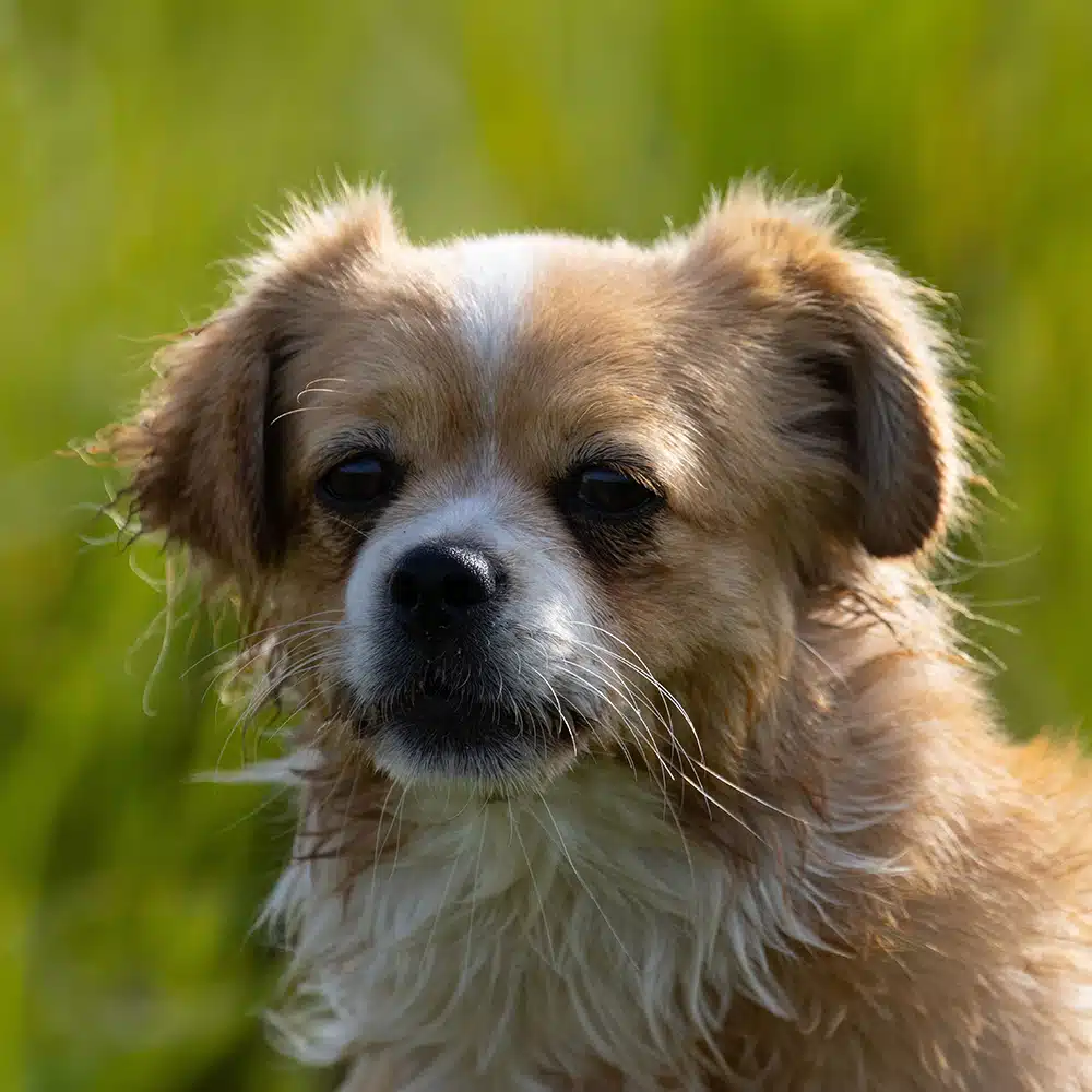 Tibetan Spaniel Feeding Guide