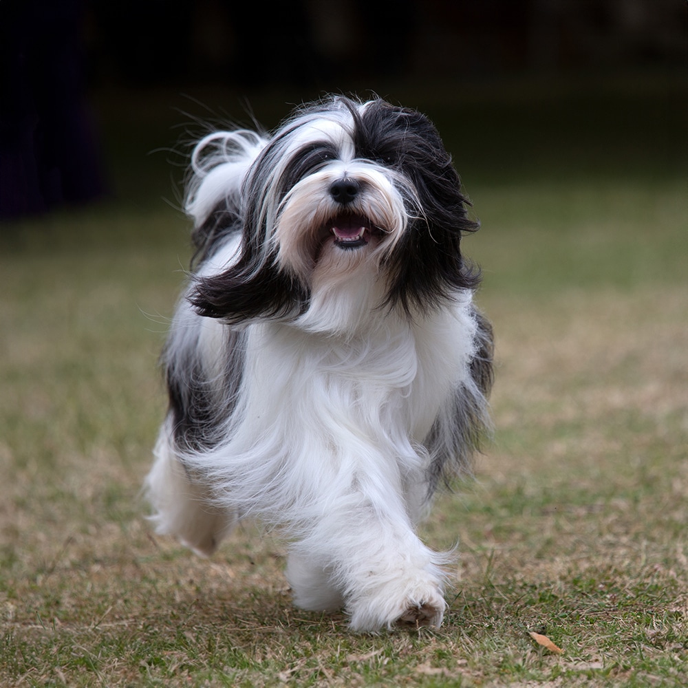 Tibetan Terrier Feeding Guide