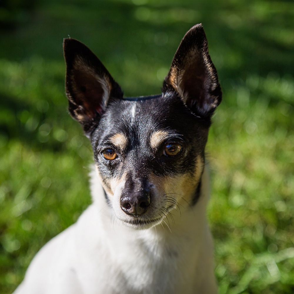 Toy Fox Terrier Feeding Guide