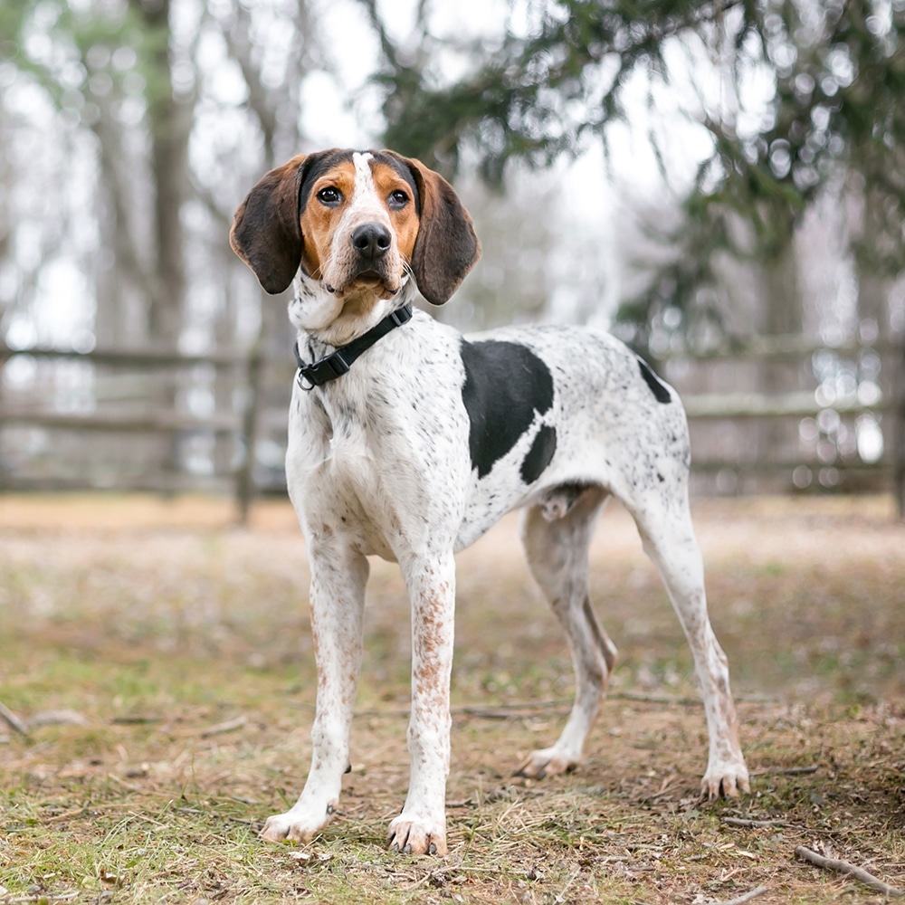 Treeing Walker Coonhound Feeding Guide