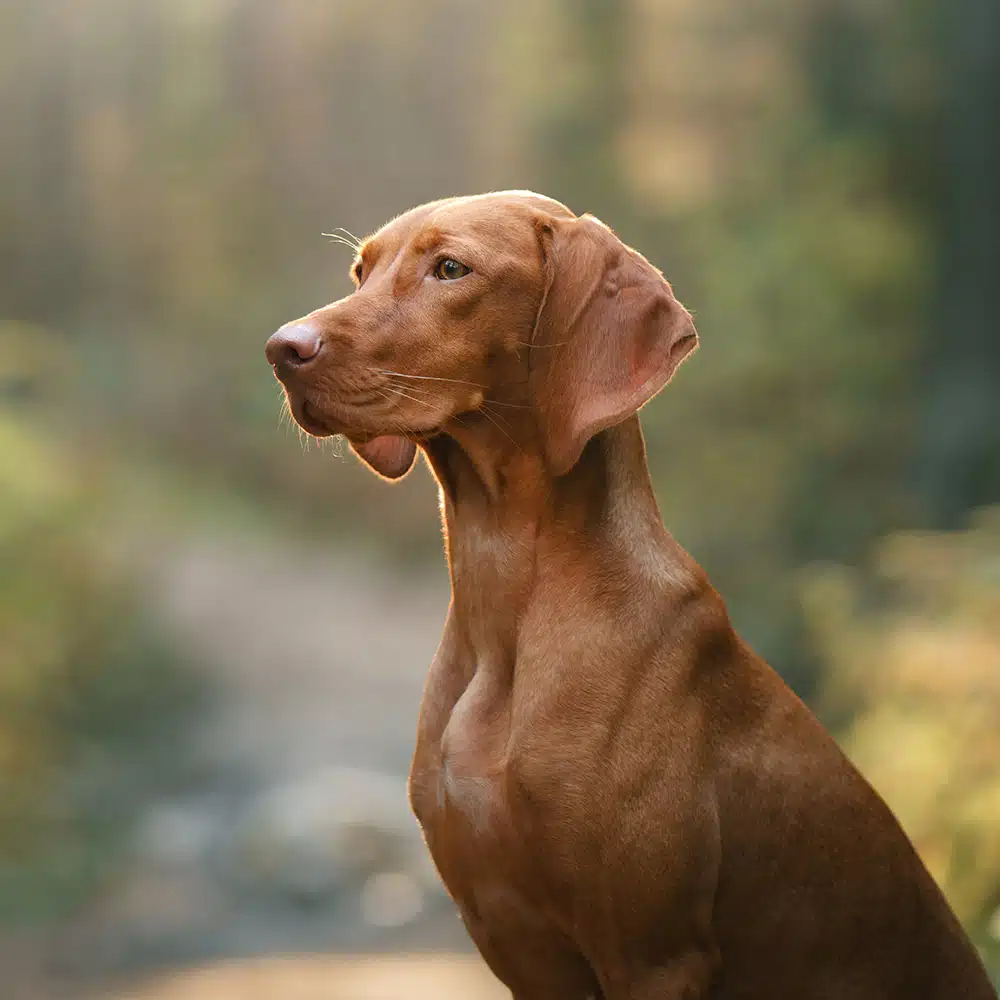 Vizsla Feeding Guide