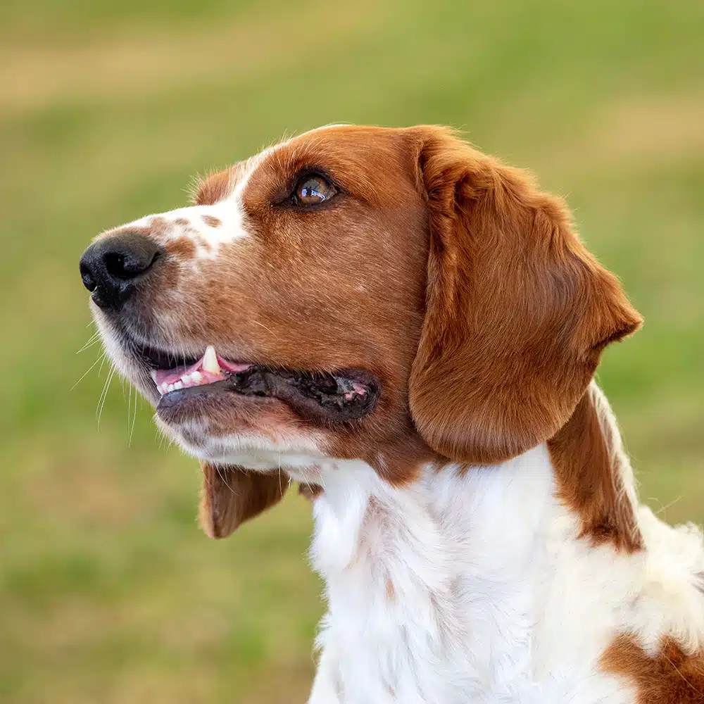 Welsh Springer Spaniel Feeding Guide