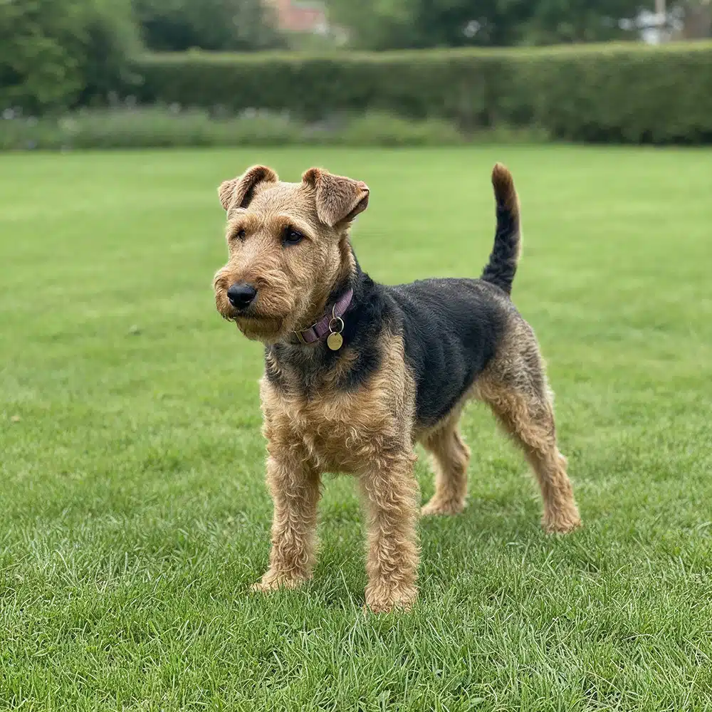 Welsh Terrier Feeding Guide