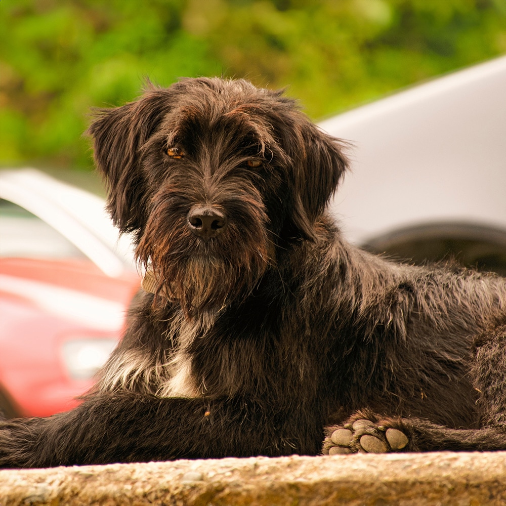 Wirehaired Pointing Griffon Feeding Guide