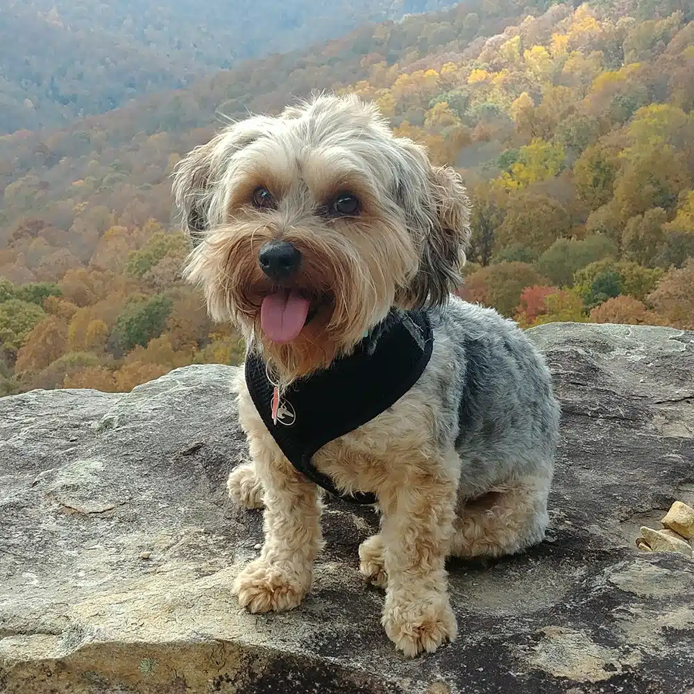 Yorkipoo Feeding Guide