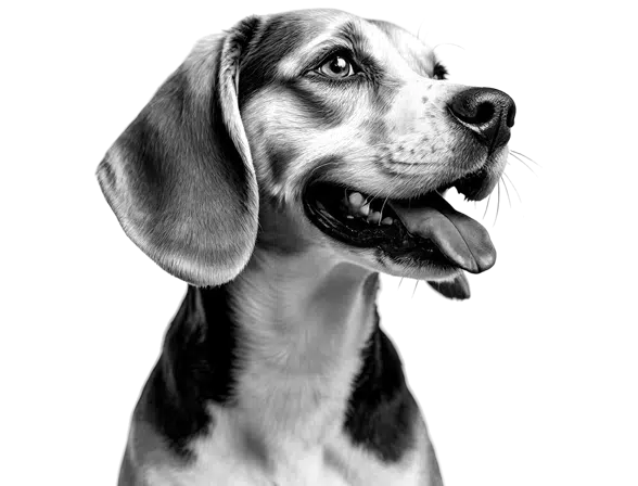 Offal Free Raw Dog Food