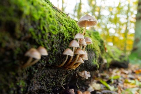 mushrooms