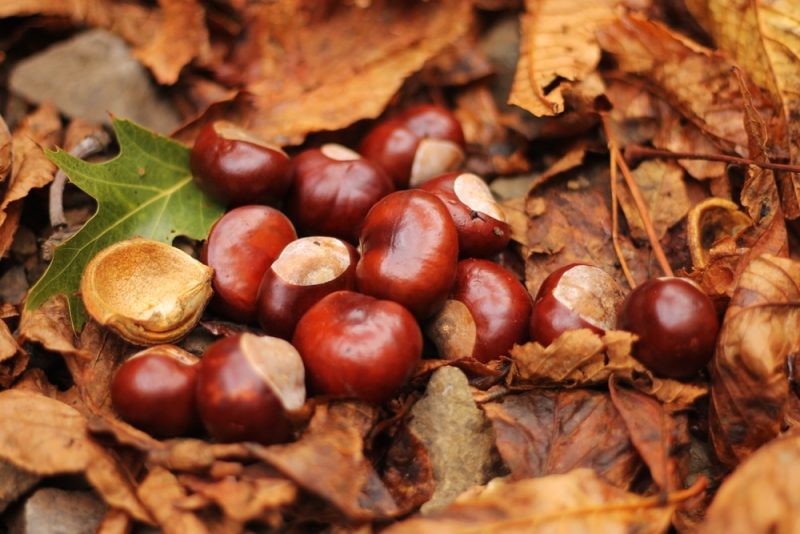 conkers and dogs