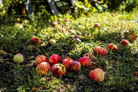 autumn dangers - fallen fruits and berries