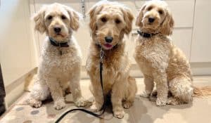 3 Goldendoodles