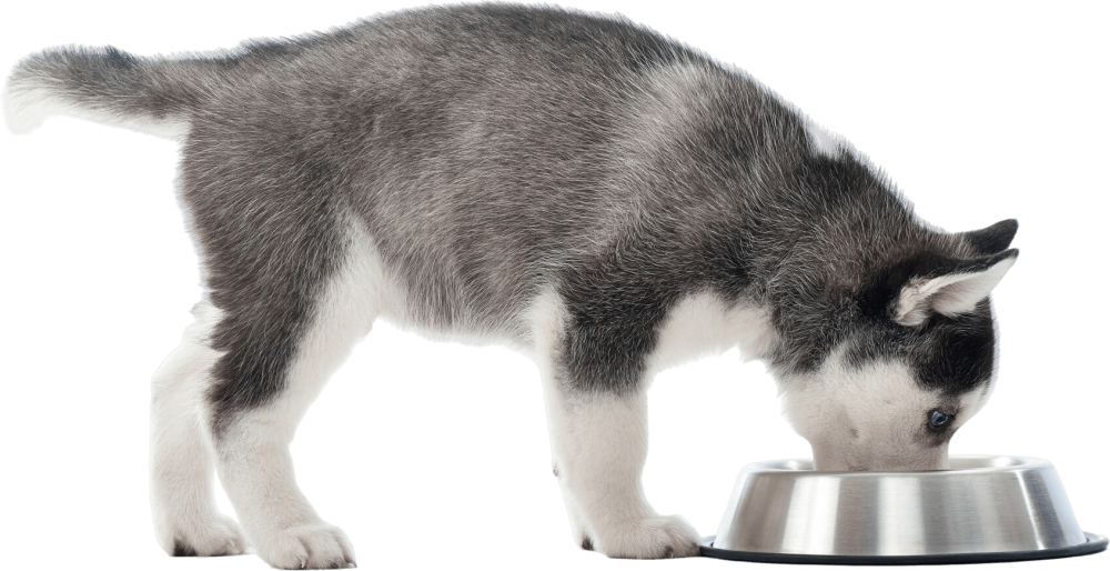 dog eating