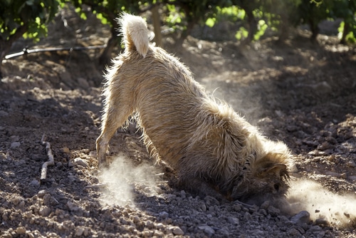 bacteria in dog food