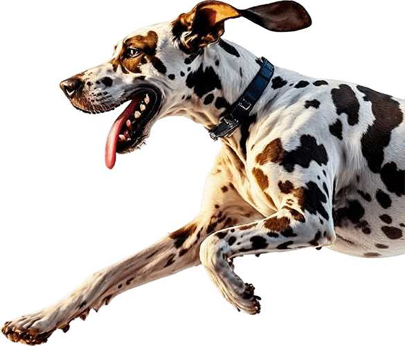 Dalmatian