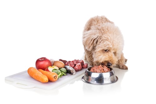 dog eating raw - what can dogs not eat though