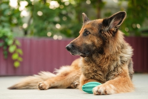 dog laying down