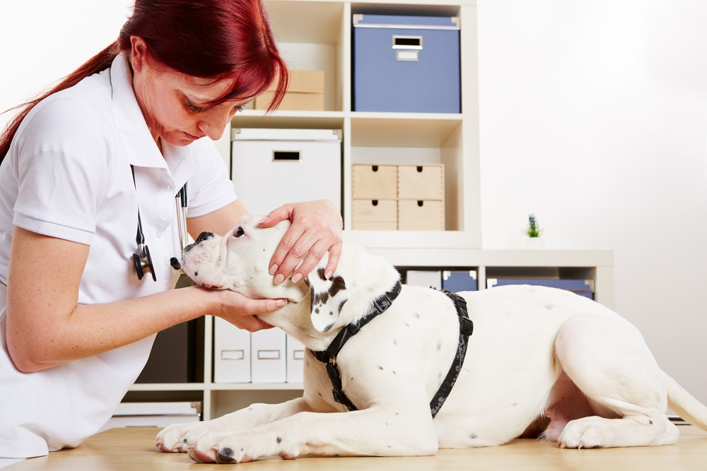 dog at vets