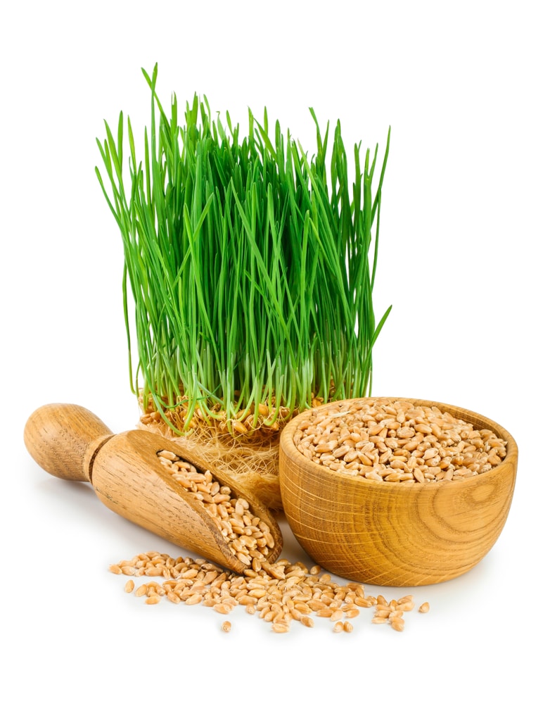 Sources of vitamin E for dogs