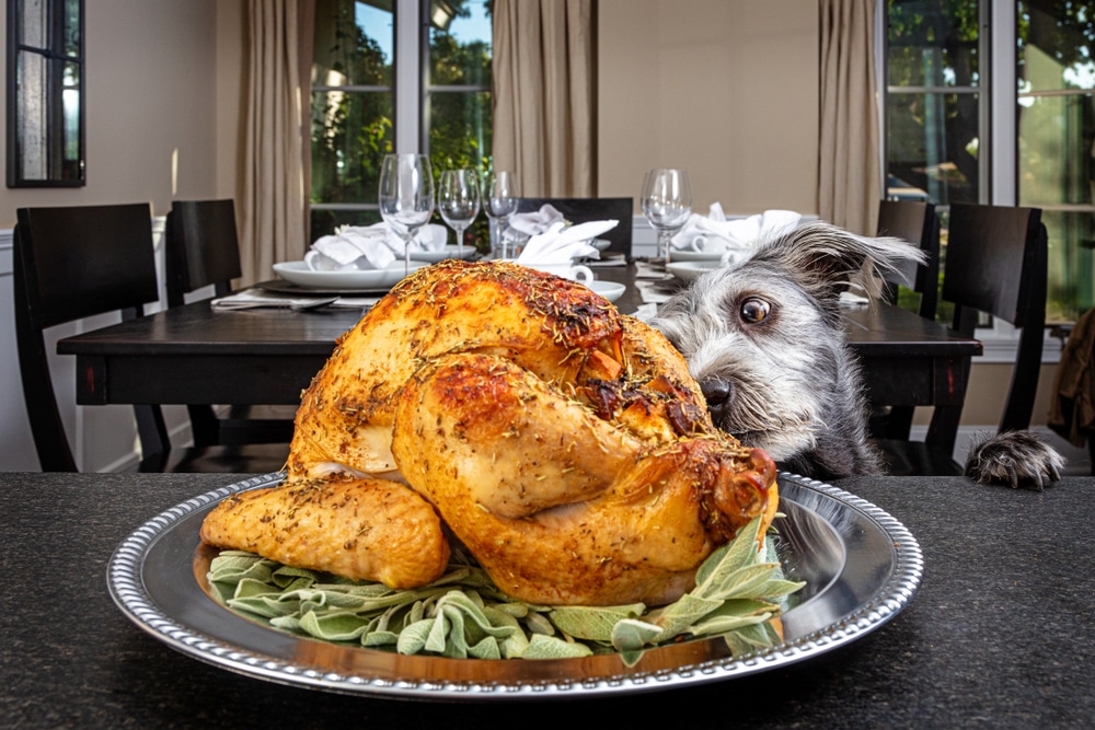 can dogs eat cooked meat?