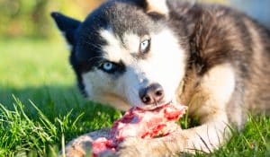 Everything You Need To Know About Calcium For Dogs