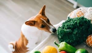 What Are The Best Sources Of Fibre For Dogs?