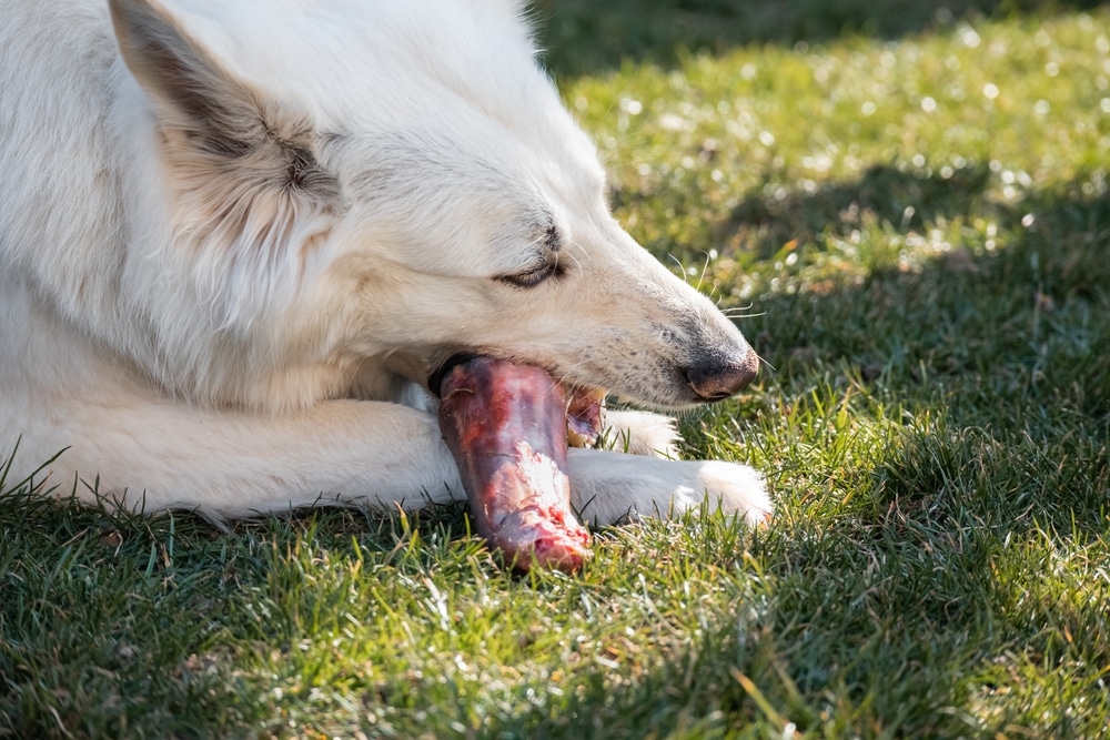 calcium for dogs