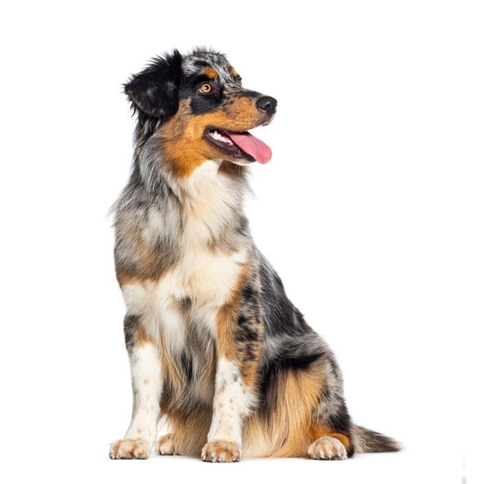 Healthy Australian shepherd dog