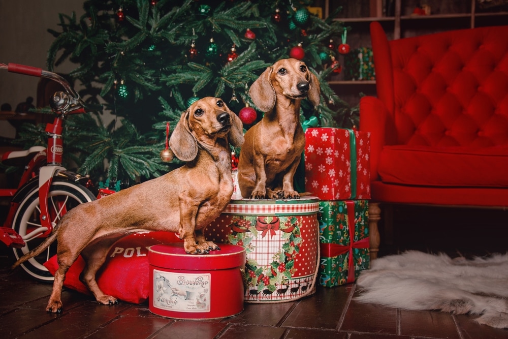 safe food for dogs to eat