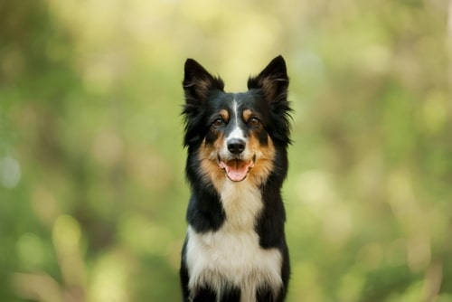 happy healthy dog