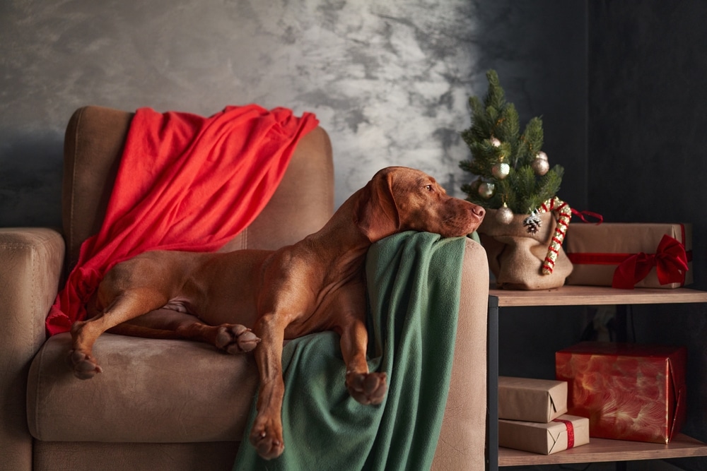 calm dog at christmas