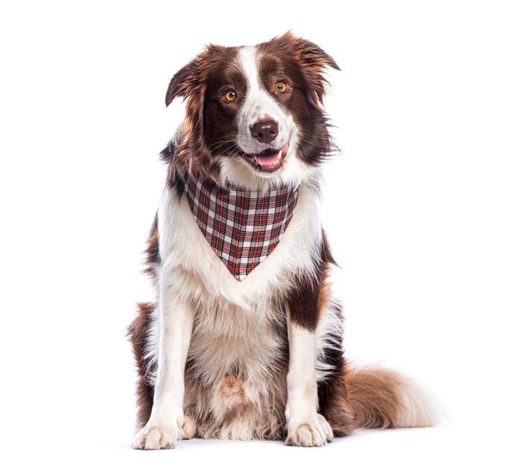 Christmas foods for dogs