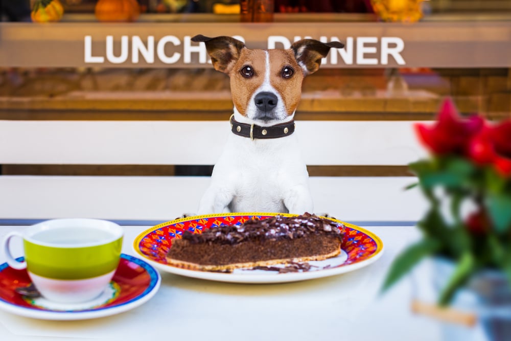What Can Dogs NOT Eat?