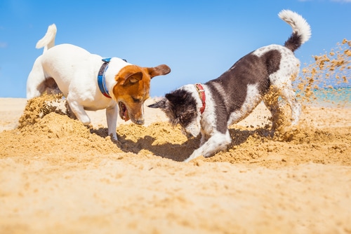 dogs at beach on holiday