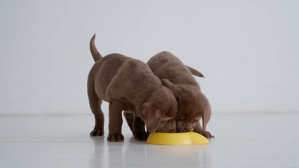 puppies eating raw