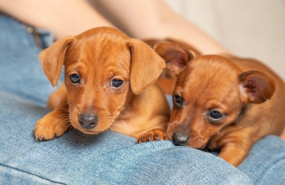 What’s the Difference Between Puppy and Adult Dog Food?